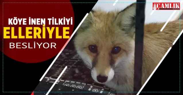 Yozgat'ın Akdağmadeni İlçesi'nde köye inen tilkiyi elleriyle besliyor