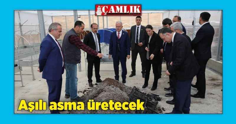 Aşılı asma üretecek