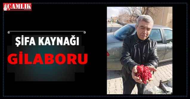 Yozgat'ın Çayıralan İlçesi'nde yetişen Gilaboru meyvesi birçok alanda kullanılıyor
