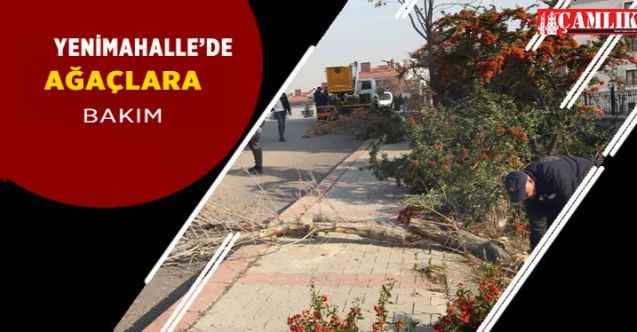 Yenimahalle'de dalları uzayan ağaçlara bakım yapılıyor