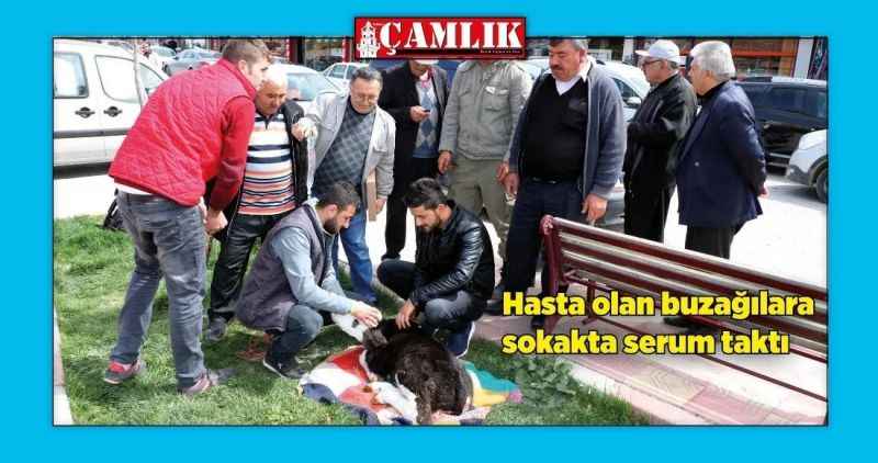 Hasta olan buzağılara sokakta serum taktı