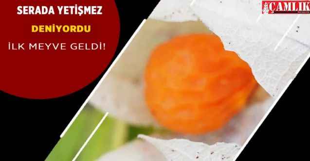 Keçiören'deki serada her türlü sebze meyve yetişiyor... Seradaki Altın Çilek ilk meyvesini de verdi!