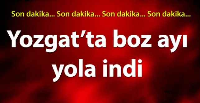 Yozgat’ta boz ayı yola indi