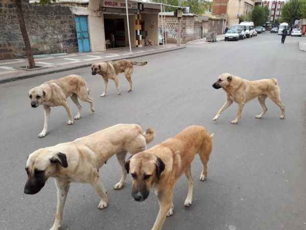 Yeniden Refah Partisi Yozgat İl Başkanı Nihat Kayhan; Başıboş Köpekler Tehlike Saçıyor"