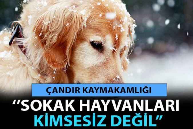 Çandır Kaymakamlığı ‘’Sokak Hayvanları Kimsesiz Değil’’