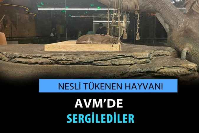 Nesli tükenen Karakulak'ı AVM'de sergilediler tepkiler gecikmedi!