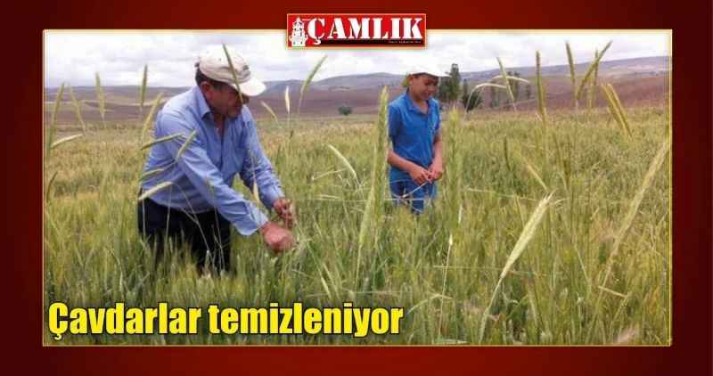 Çavdarlar temizleniyor