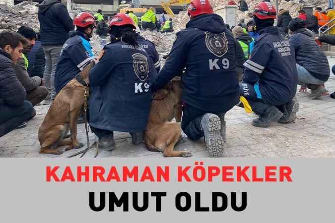 Kahraman Köpekler 28 can kurtardı