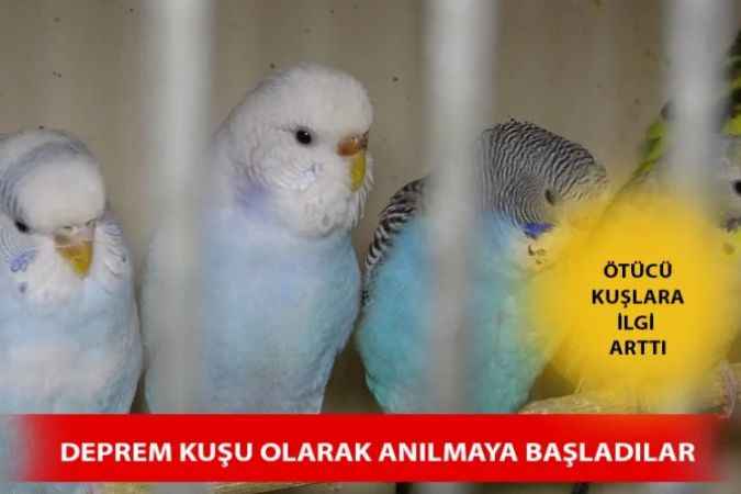 ‘Deprem Kuşu' Diye Almaya Başladılar: Ötücü Kuşlara İlgi Arttı