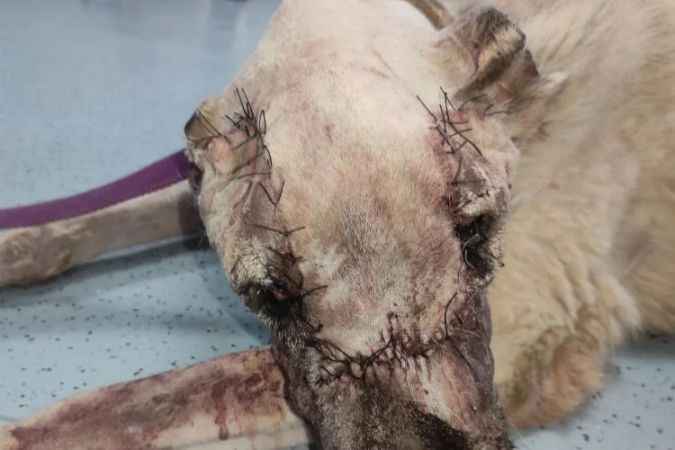 Yüzünde tümör oluşan sokak köpeği sağlığına kavuşturuld