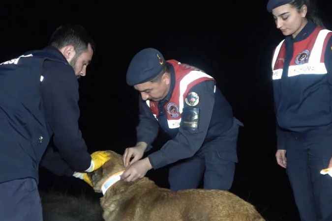 Kırıkkale Jandarması Köpeklere reflektörlü tasma takıyor!