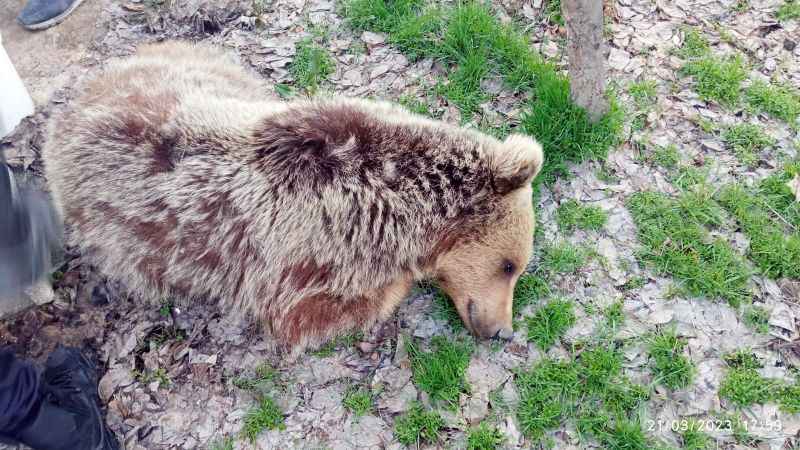 Yozgat’ta şehre inen ayıdan haber var. 120 kilogram ağırlığında, 1 buçuk metre boyuna…