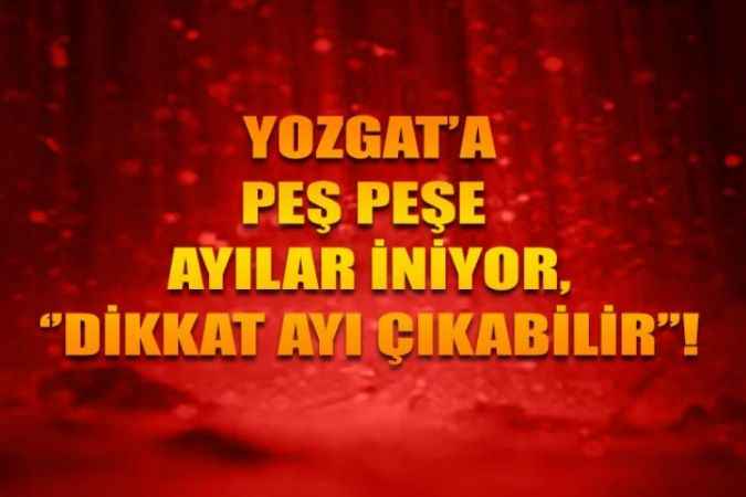 Yozgat’ta Şehre İnen Ayıdan Haber Var