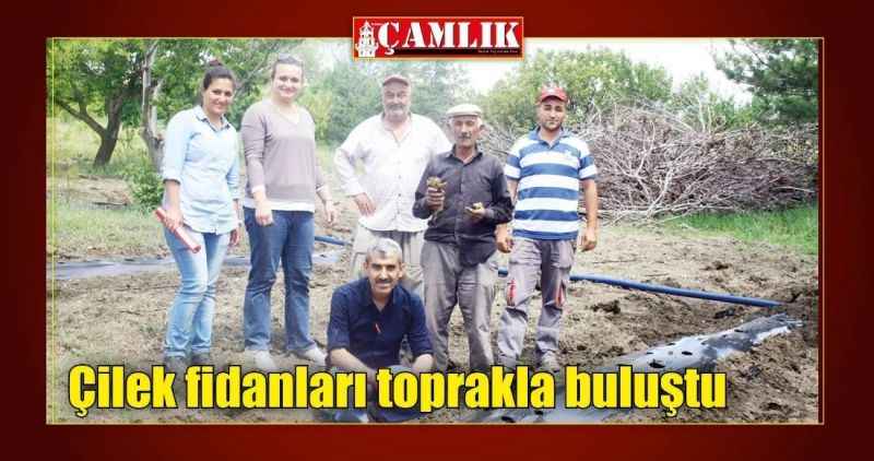 Çilek fidanları toprakla buluştu