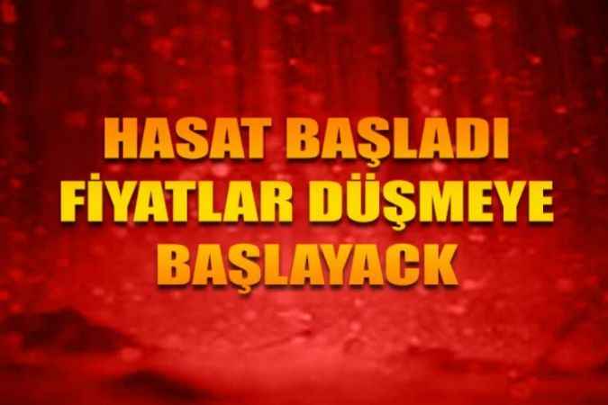 Bu Yıl İki Kat Ekildi: Turfanda Soğan Hasadı Başladı, Fiyatı Düşmeye Başlayacak