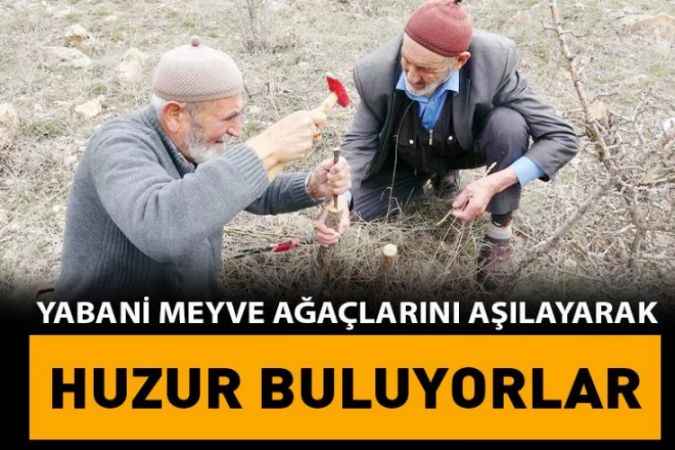 Yozgat’ta 2 Arkadaş Yabani Meyve Ağaçlarını Aşılayarak Buluyorlar