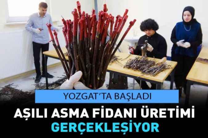 Yozgat’ta Yörenin İklim Ve Toprak Koşullarına Uygun Aşılı Asma Fidanı Üretiliyor