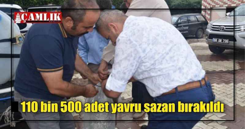 110 bin 500 adet yavru sazan bırakıldı