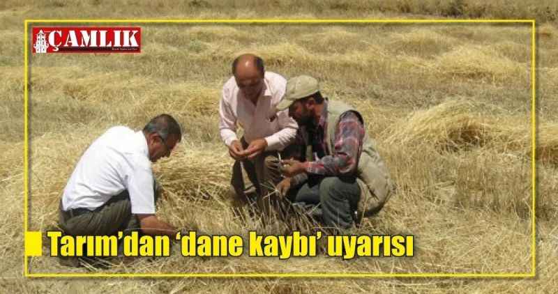 Biçerdöverli hasatta 'dane kaybı' uyarısı