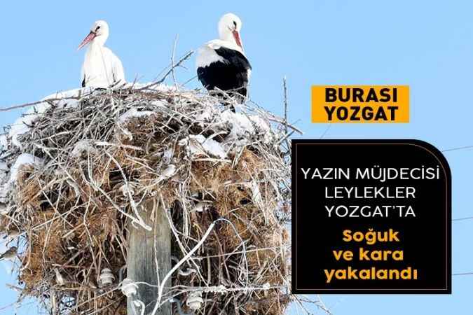 Yaz mevsiminin habercisi leylekler Yozgat’ta kış soğukları ve kara yakalandı.