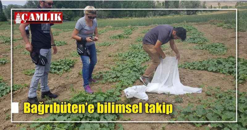 Bağrıbüten'e bilimsel takip
