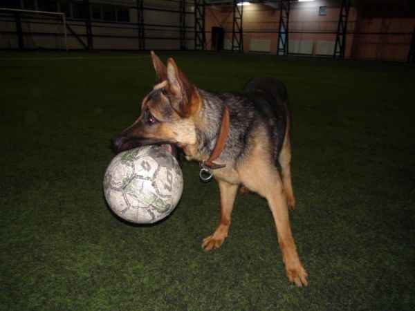 Kurt köpeğinin futbol tutkusu