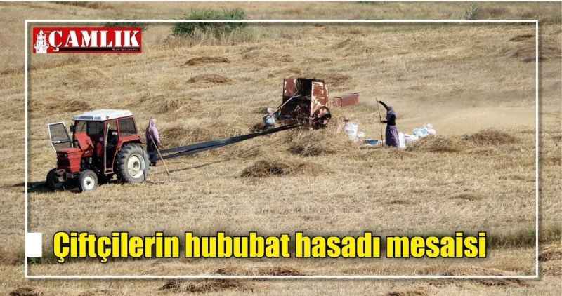 Çiftçilerin hububat hasadı mesaisi