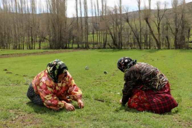 Sivas’ta Doğada Kendiliğinden Yetişen Ve Faydaları Saymakla Bitmiyor