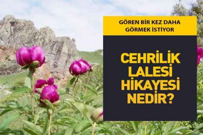 Cehrililik Laleleri Açıyor! Ömrü Sadece 15 Gün, Peki, Cehrilik Lalesinin Hikâyesi Nedir?