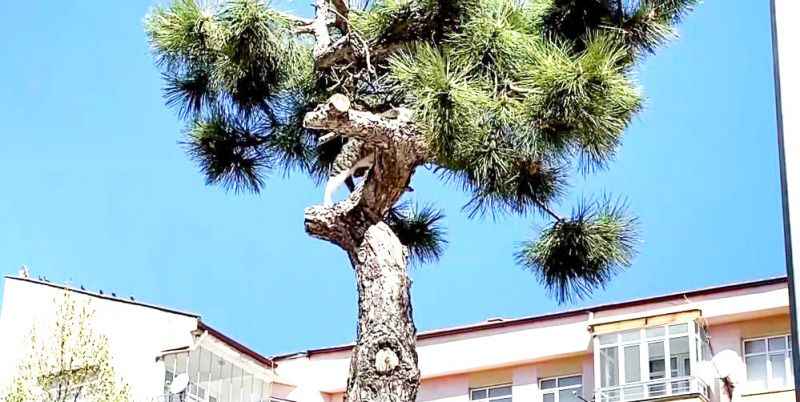 Yozgat'ta ağaçta Mahsur Kalan Kediyi İtfaiye Kurtardı