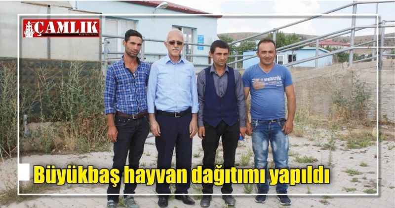 Büyükbaş hayvan dağıtımı yapıldı