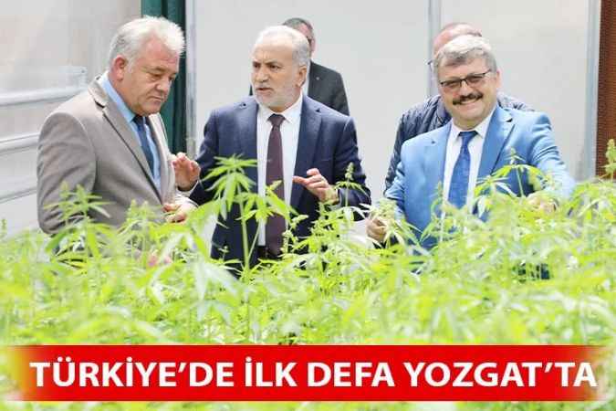 Yozgat Bozok Üniversitesi Rektörü Ahmet Karadağ, Endüstriyel Ve Medikal Kenevir Üretiminin Yapılacağı Serada İncelemelerde Bulundu
