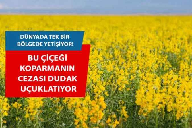 Dünyada Bir Tek Bu Bölgede Yetişen Çiçeği Koparmanın Cezası Dudak Uçuklatıyor