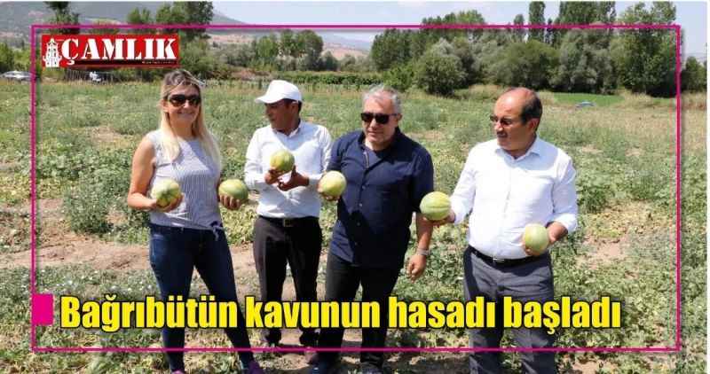 Bağrıbütün kavunun hasadı başladı
