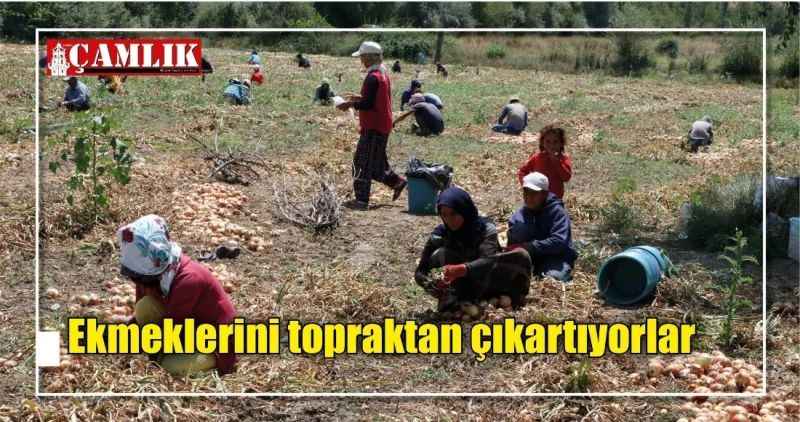 Ekmeklerini topraktan çıkartıyorlar