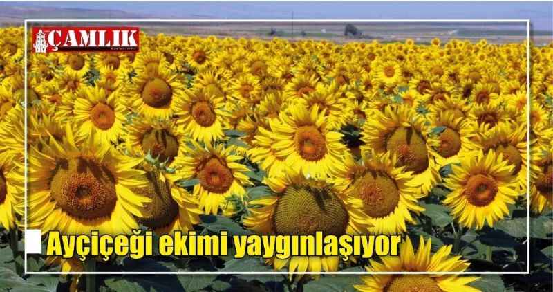 Ayçiçeği ekimi yaygınlaşıyor