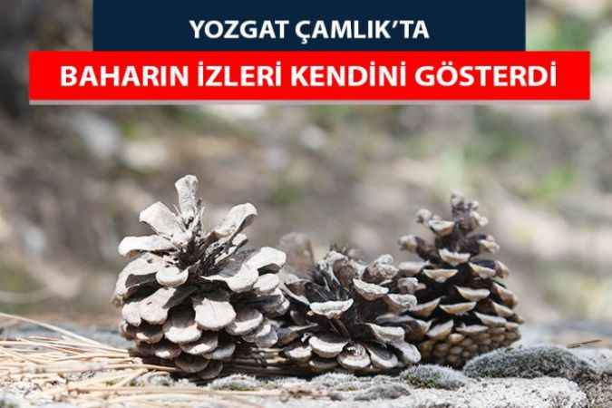 Yozgat Çamlık'ta Baharın İzleri Kendini Gösterdi