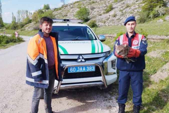 Tokat’ta Yaralı Bulunan Kartal Tedavi Altına Alındı