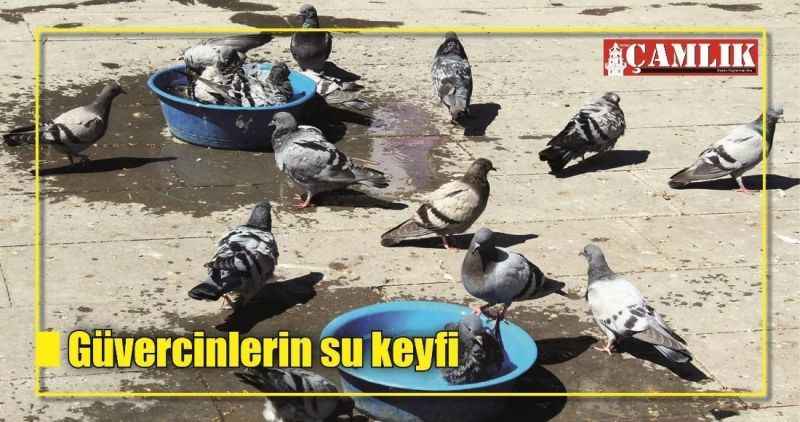 Güvercinlerin su keyfi