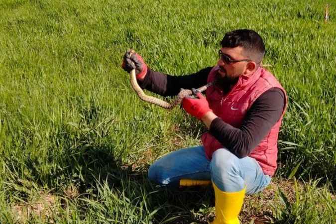 Sivas'ta Yakaladığı yılanla kedi yavrusuyla oynar gibi oynadı