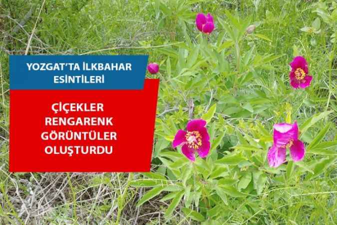 Yozgat'ta İlkbahar Esintileri