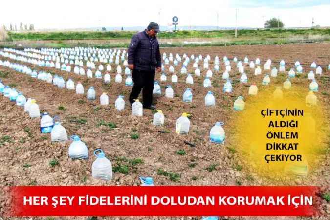 Sivas’ın Şarkışla İlçesinde Domates Fidelerini Doludan Korumak İçin Bulduğu Çözüm Akıllara Durgunluk Verdi
