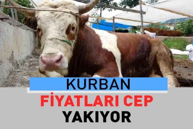 Kurban Bayramı’na bir ay kaldı, kurbanlık fiyatları belli oldu