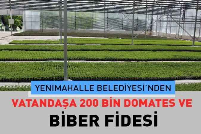 Yenimahalle Belediyesi, vatandaşlara 200 bin domates ve biber fidesi dağıttı.