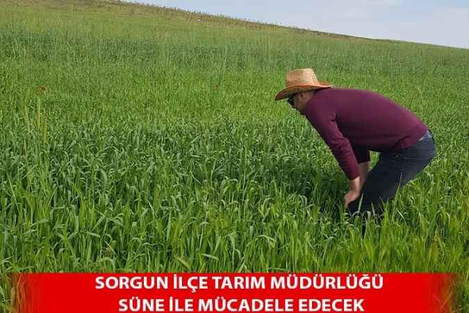 Bahadın Bölgesinde Yoğun Ergin Süne Varlığı Dikkat Çekiyor