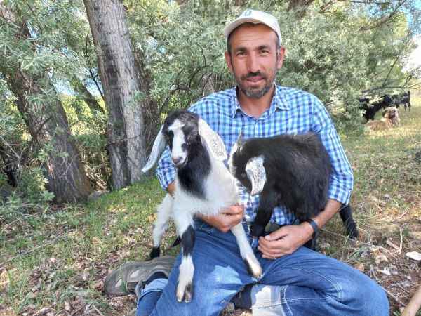 Yozgat'ın Sorgun İlçesi'nde Sahibinin komutunu dinleyen keçi, sahibinden biran olsun ayrılmıyor