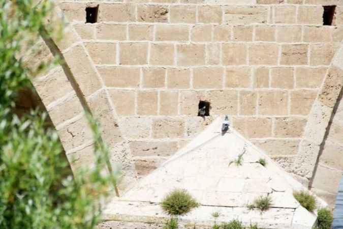 Sivas Sınırları İçerisinde Yer Alan Şahruh Köprüsü Adeta Kuşlara Yuva Oldu