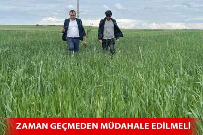 Yozgat’ta pas hastalığı riski arttı