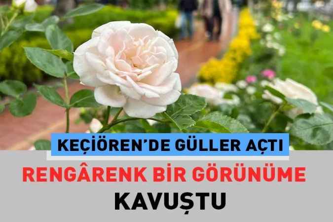 Keçiören Belediyesi ilçedeki parkların tamamına gül dikimi yaptı