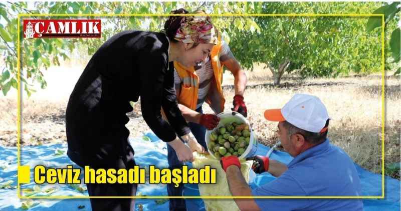 Ceviz hasadı başladı
